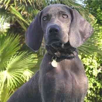 Weimaraner Puppies on Weimaraner Fotos E Informacion   Nocturnar Com