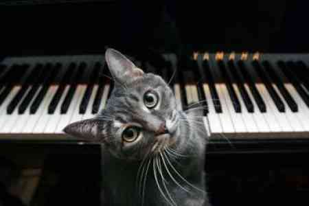 catplayingpiano e1270931872414