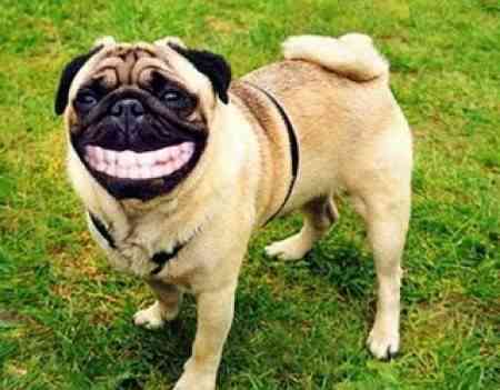 perro risa perro risa e1271455276996