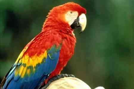 Papagayo e1275157804677