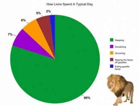 animales 01 e1273840326738