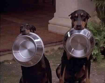 apolo-y-zeus-pidiendo-comida apolo y zeus pidiendo comida e1273514173855