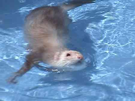 cocopicina5 cocopicina5 e1273774567318