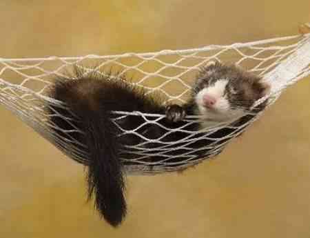 huron e1275311502795