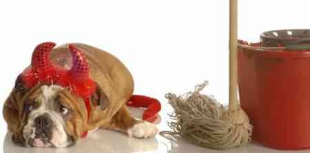 perro pis e1273076841455