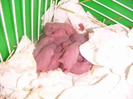 crias crias e1275430406706