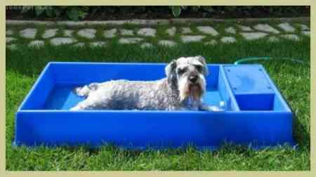 pisci e1277848126199