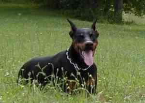 El Dobermann: Un carácter entrañable doberman2