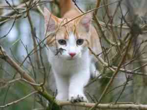 gato5 gato5