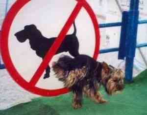 perro pichi