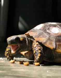 tortuga