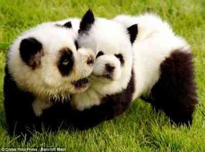 panda dogs e1282754327917