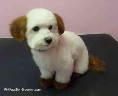 pet grooming pink pucci e1282754288135