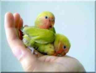 Agapornis pareja