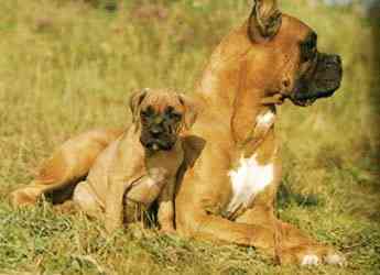 cachorro