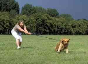 ¿Qué motiva a los perros a tirar de la correa? correa