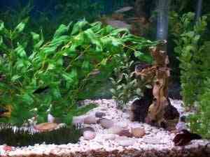 plantas acuario