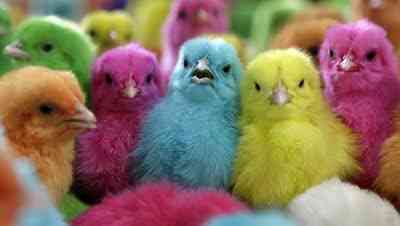 pollos