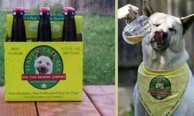 Cerveza-para-perros Cerveza para perros