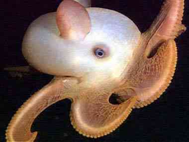Pulpo Dumbo 1