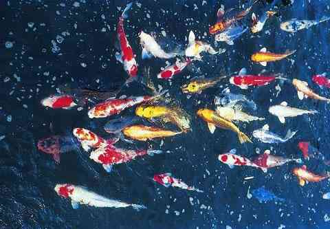 peces_en_el_estanque peces en el estanque