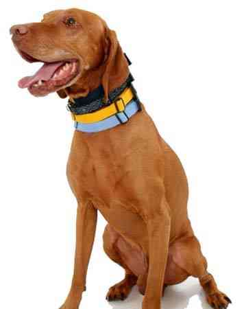 perro collar