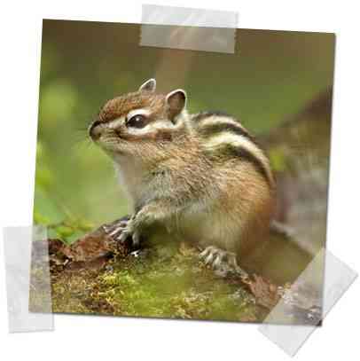 roedores ardilla coreana
