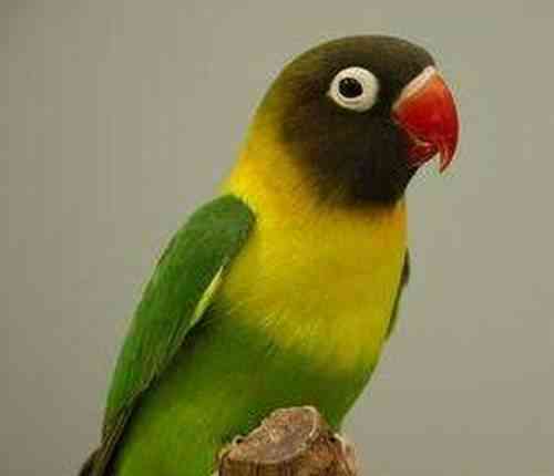 AVE-Agapornis-01 AVE Agapornis 01
