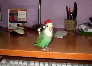 agapornis navidad agapornis navidad