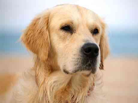 perro-labrador perro labrador