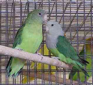 madagascar pair1