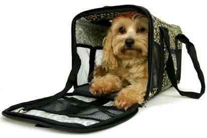 viajar-con-animales viajar con animales