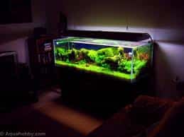 acuario