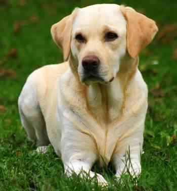 labrador perros labradores