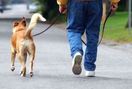 paseo perro
