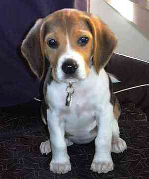 cachorro 4