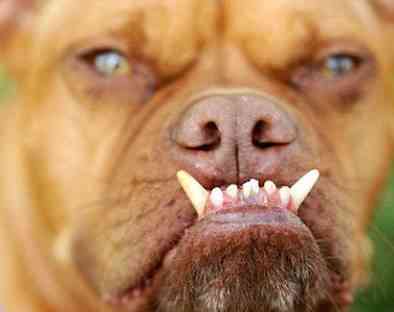 Registro de animales peligrosos malo