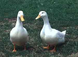 patos