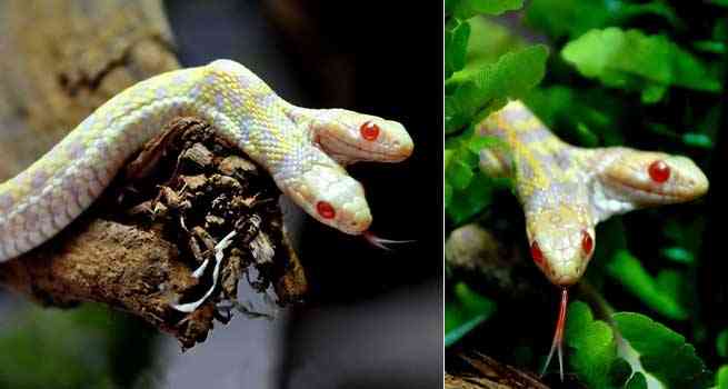 serpiente