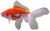 el-pez-cometa el pez cometa