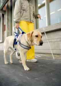 perro-lazarillo perro lazarillo