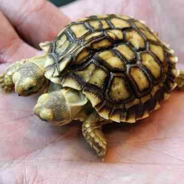 tortuga dos cabezas n