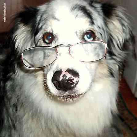 perro anciano