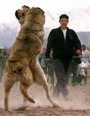VIDEOS GRATIS DE PELEA videos gratis de pelea: