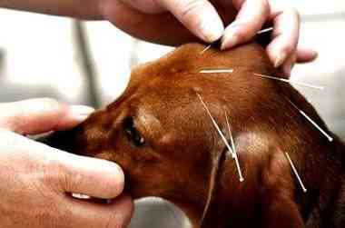 Acupuntura veterinaria