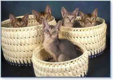 gato-abisinio-cestas gato abisinio cestas