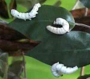 gusanos