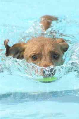 perro agua