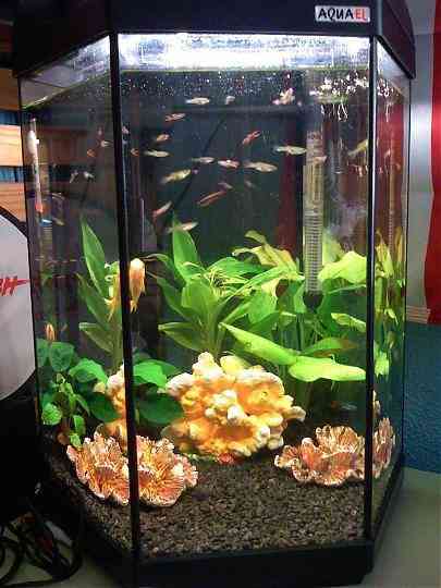 Cuantos_peces Cuantos peces