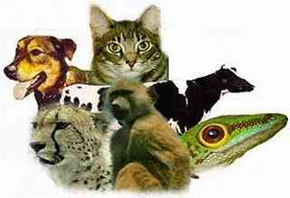 declaracion declaracion